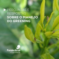 Perguntas e respostas sobre o manejo do greening