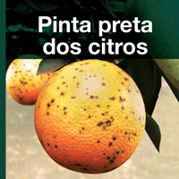 Pinta preta dos citros – a doença e seu manejo