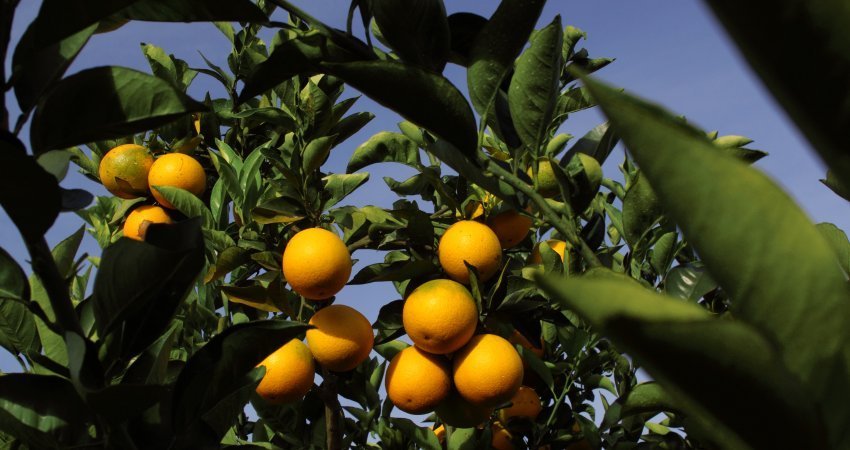 Nova reestimativa do USDA reduz safra de laranja da Flórida para 54 milhões de caixas