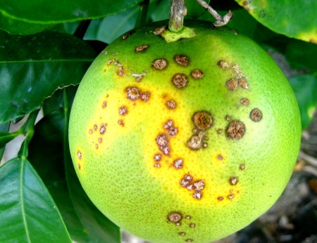 Secretário da Agricultura recebe propostas para modernização da legislação de HLB e cancro cítrico