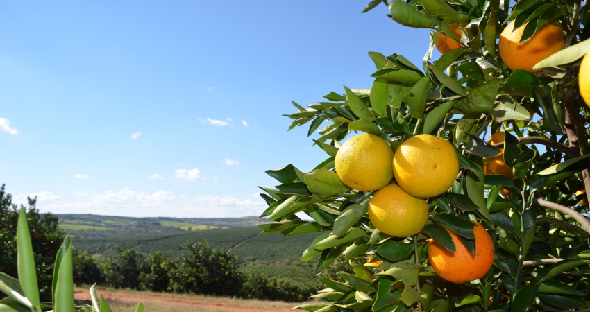 Guia ajuda o citricultor a testar produtos de maneira autônoma