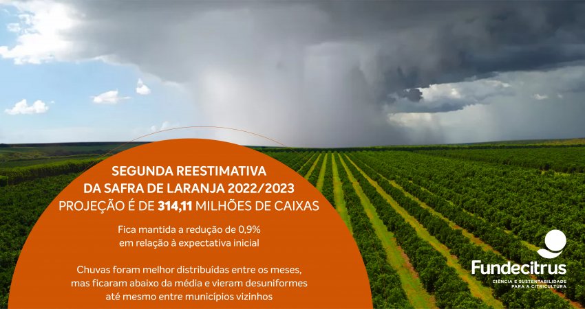 Safra de laranja 2022/23 do cinturão citrícola de SP e MG é reestimada em 314,11 milhões de caixas