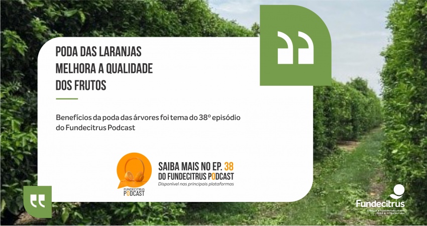 Poda das laranjeiras melhora qualidade dos frutos