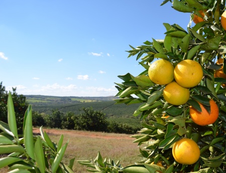 Fundecitrus divulga estimativa da safra de laranja 2016/17 em 10 de maio