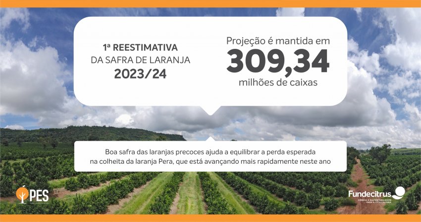 Reestimativa da safra de laranja 2023/24 do cinturão citrícola de SP e Triângulo/Sudoeste de MG é mantida em 309,34 milhões de caixas