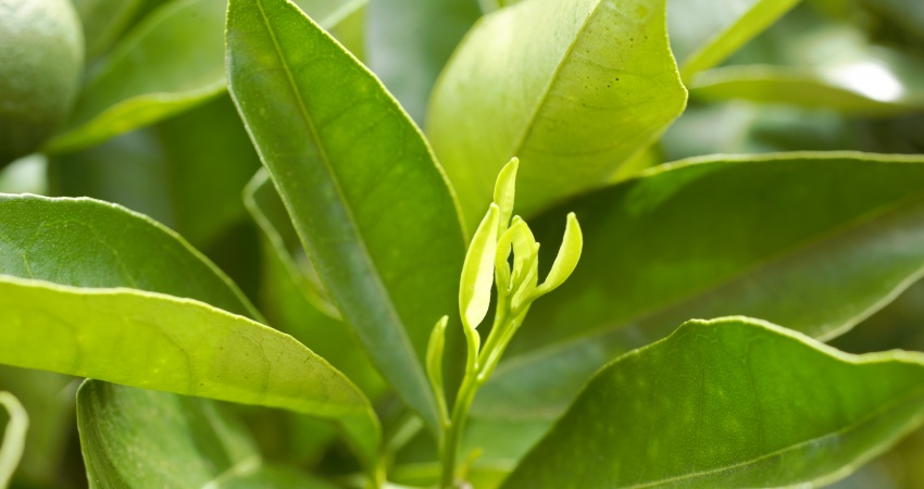 Cuidados com o greening precisam ser redobrados na presença de brotações