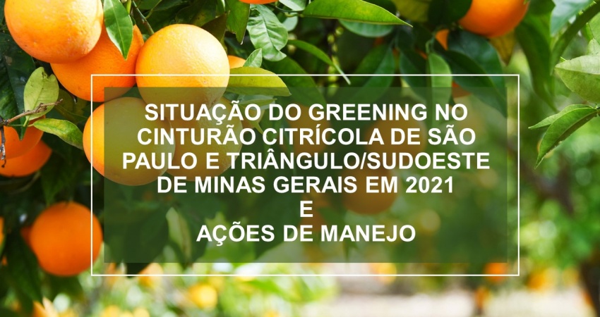 Levantamento de greening 2021: conheça a situação da doença a partir das análises do Fundecitrus