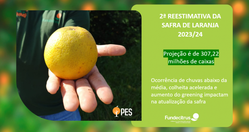 Safra de laranja 2023/24 do cinturão citrícola é reestimada em 307,22 milhões de caixas