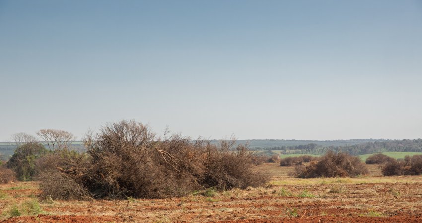 Erradicar plantas doentes: fazer o certo para o controle do greening