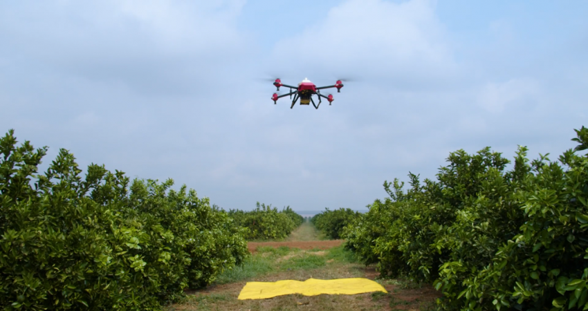 Pesquisa inédita do Fundecitrus valida o uso de drone para o controle químico do inseto transmissor do greening