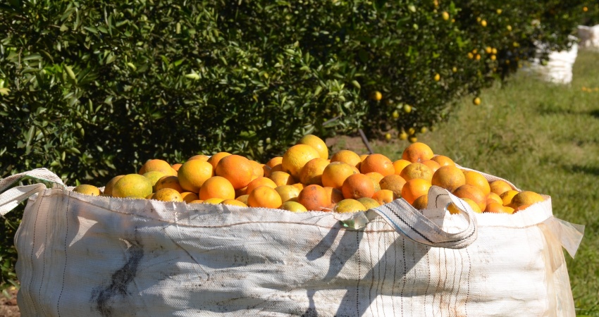 Fundecitrus divulga estimativa da safra de laranja 2017/18 em 10 de maio