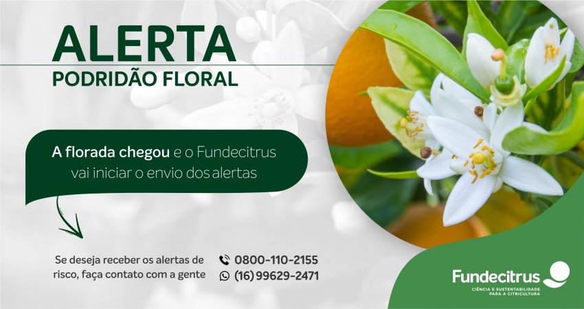 Podridão floral: Fundecitrus inicia envio de alertas de risco para o citricultor
