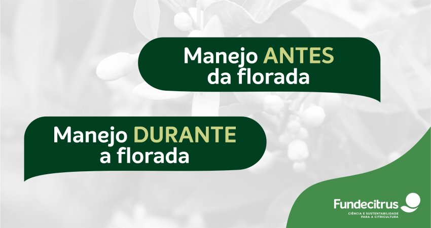 Antes e durante a florada: como manejar corretamente a podridão floral