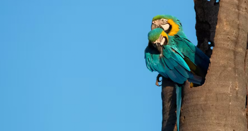 Estudo sobre fauna e estoque de carbono na citricultura é destaque do Globo Rural