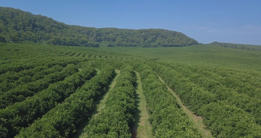 Citricultura estoca cerca de 36 milhões de toneladas de carbono