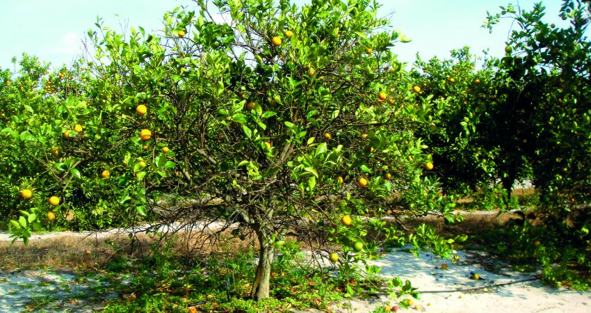 Nova queda na safra de laranja da Flórida e dificuldade de se encontrar uma cura para o greening são alertas para o Brasil no combate à doença