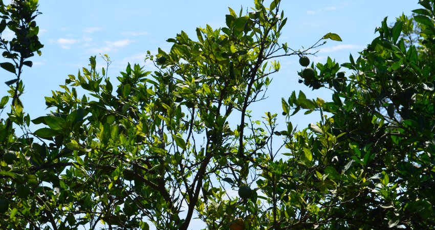 Região de Limeira é a mais contaminada pelo greening  em todo o cinturão citrícola de SP e MG