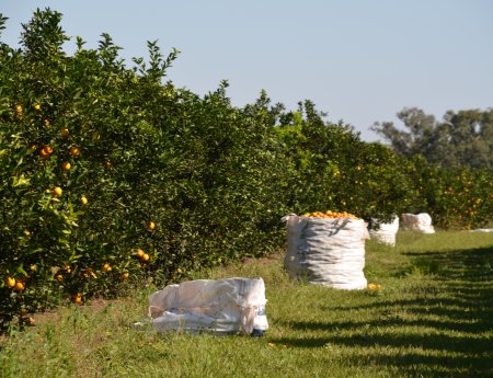 Citricultura paulista fecha safra 2015/2016 com 300,65 milhões de caixas de laranja