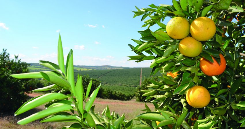 Levantamento anual de greening, cancro cítrico e CVC tem início nesta terça-feira (7)