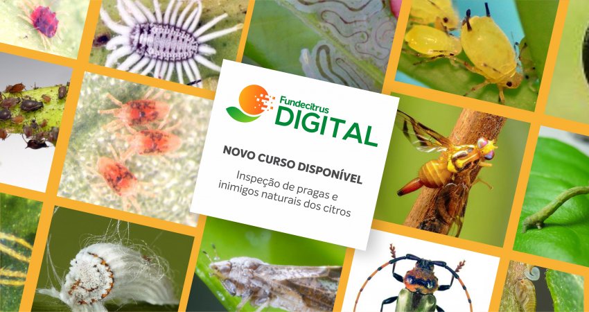 Fundecitrus Digital: novo curso sobre inspeção de pragas disponível na plataforma