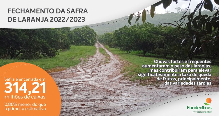 Safra de laranja 2022/23 é encerrada com produção total de 314,21 milhões de caixas