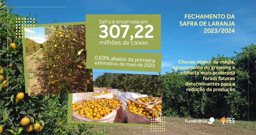 Safra de laranja 2023/24 totalizou 307,22 milhões de caixas