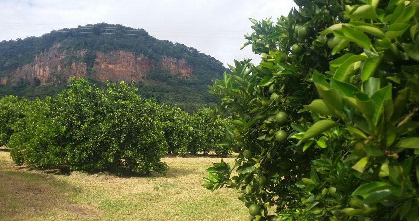 Propriedades citrícolas possuem 182 mil hectares de floresta preservada / Citrus farms have 182 thousand hectares of native woods