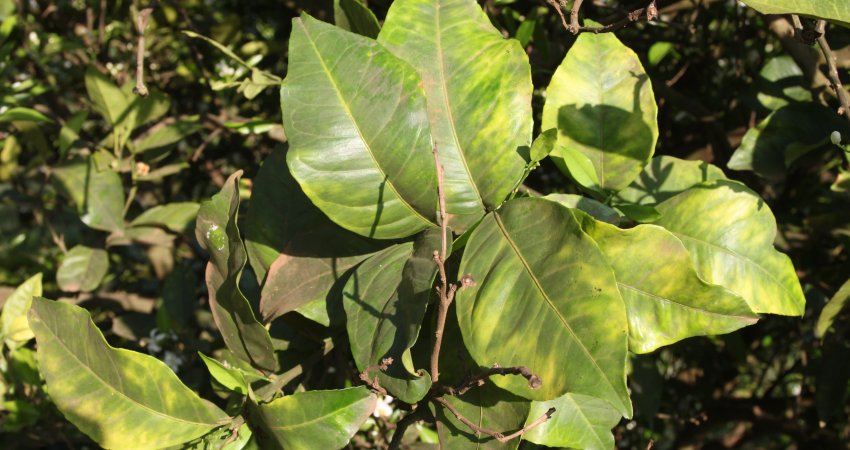 Greening cresce pelo quarto ano consecutivo e alerta para necessidade de endurecimento das ações de controle