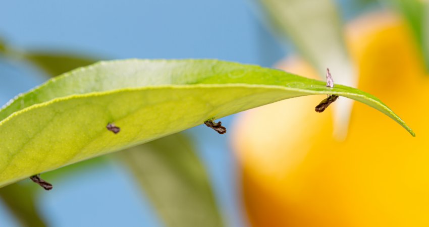 Em áreas com mais incidência de greening é fundamental controlar o psilídeo