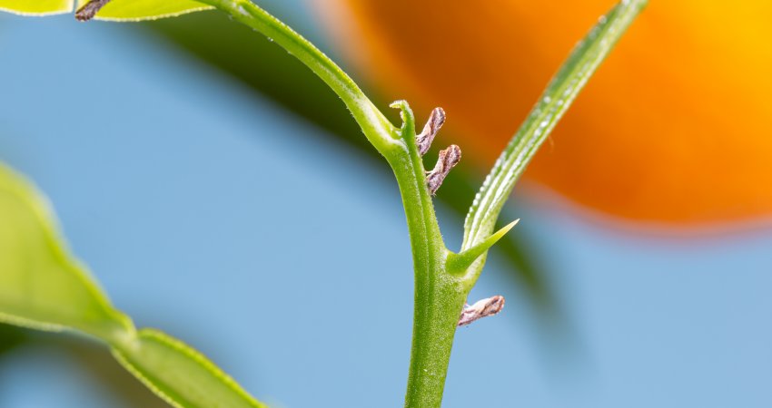 Estudo reforça a importância do bom manejo do psilídeo nos pomares