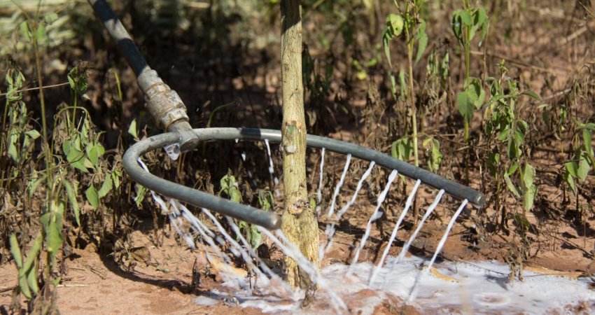 Estudos iniciais indicam baixa eficácia dos inseticidas aplicados via drench no controle do psilídeo