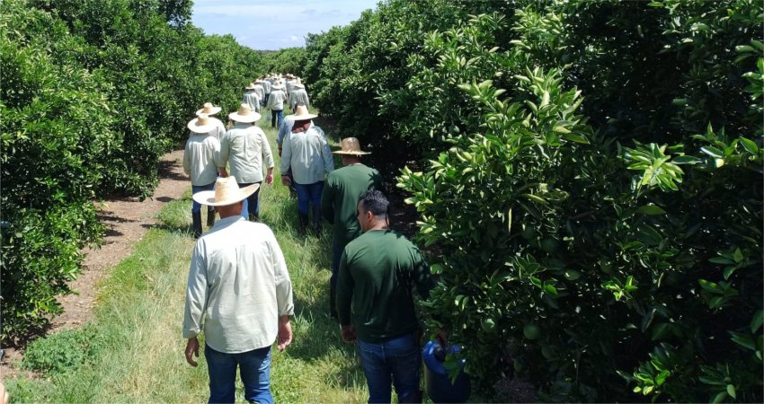 Equipe da PES inicia a derriça para estimativa da nova safra de laranja 2024/2025