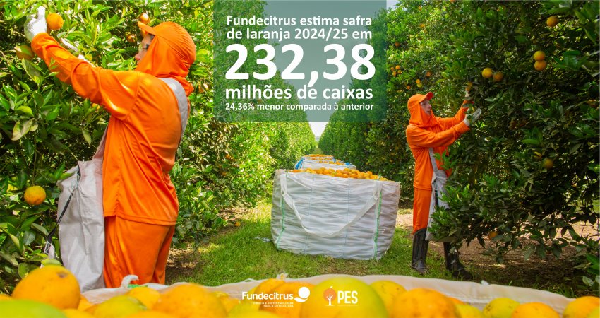 Pesquisa de Estimativa de Safra na citricultura completa dez anos, garante a transparência de dados e mostra uma agricultura mais sustentável