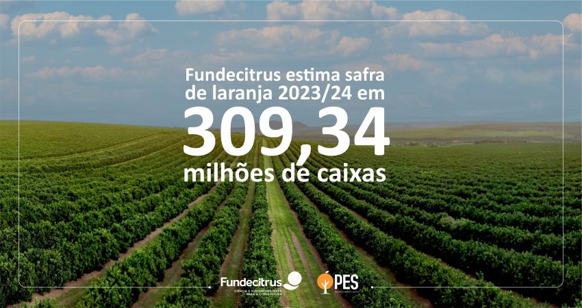 Safra de laranja 2023/24 do cinturão citrícola de SP e MG é estimada em 309,34 milhões de caixas