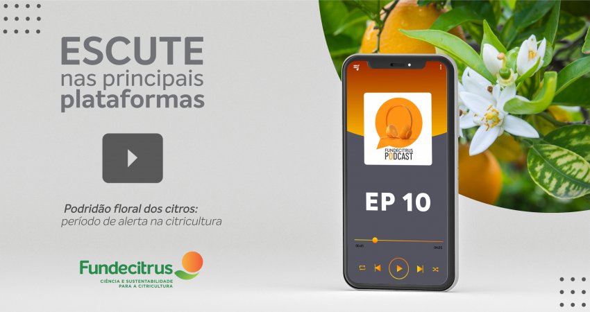 Fundecitrus Podcast aborda os impactos da podridão floral no pomar; período é de alerta