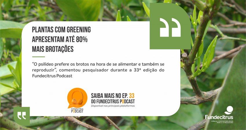 Plantas com greening apresentam até 80% mais brotações