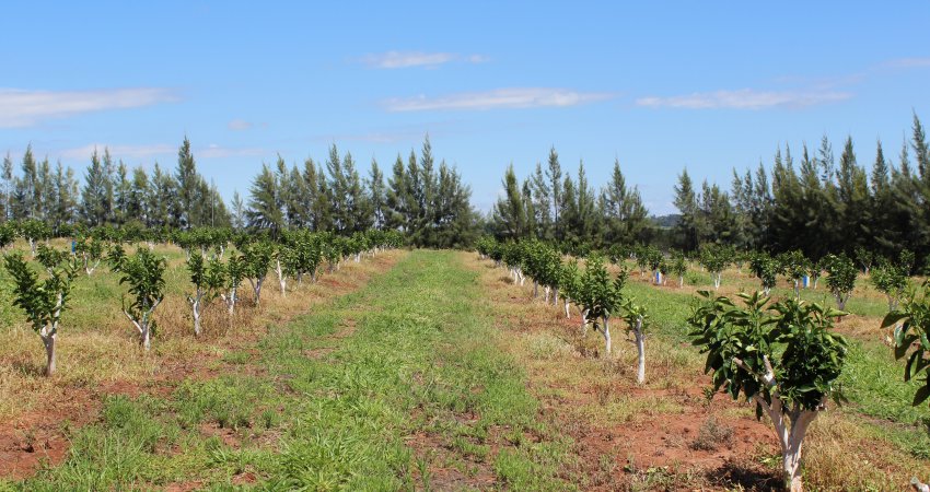 Fundecitrus realiza último curso sobre o novo controle do cancro cítrico em Lucianópolis em 5 de outubro