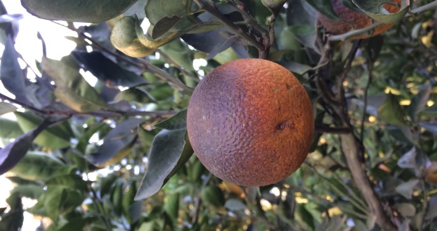 Manejo correto do ácaro-da-falsa-ferrugem é fundamental para evitar danos