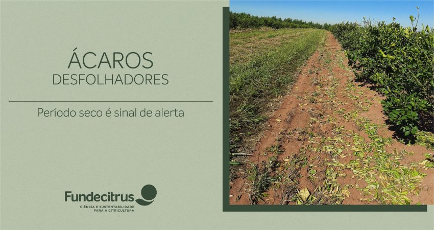 Pragas, doenças e distúrbios fisiológicos do damasco - Wikifarmer