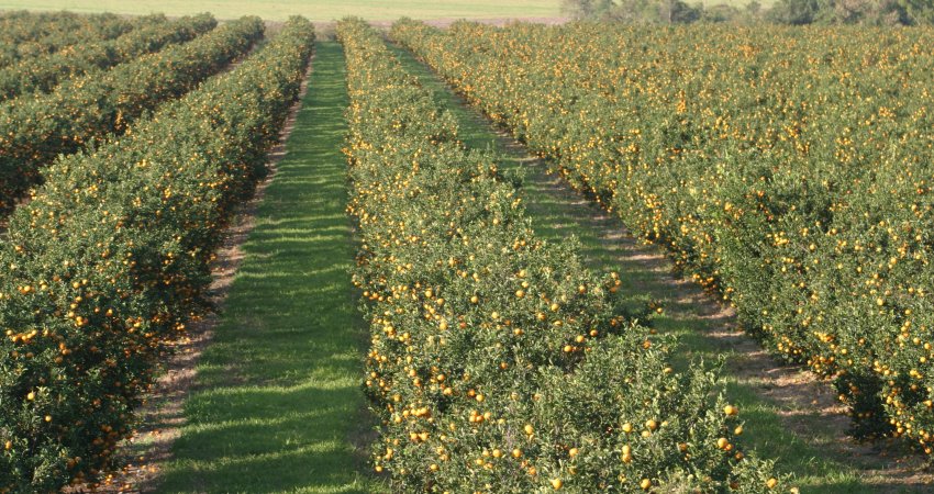 Pesquisa conclui que adubação adicional do pomar não é suficiente para mitigar os danos do greening