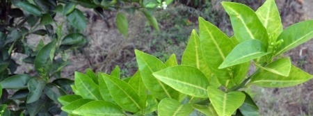 Greening é responsável pela eliminação de 26,7 milhões de plantas em oito anos