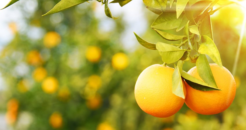 Reestimativa da safra de laranja 2023/24 do cinturão citrícola é mantida em 307,22 milhões de caixas