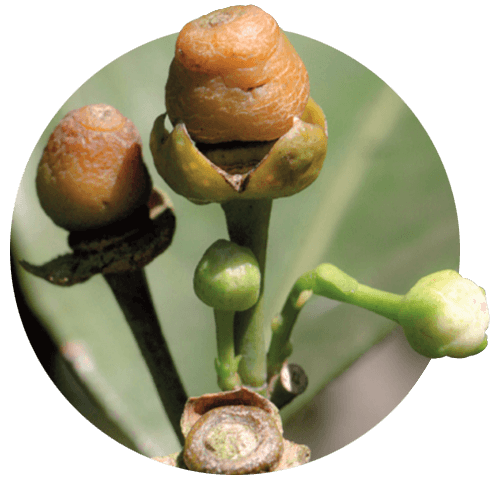 Danos e perdas, laranjas que não floresceram