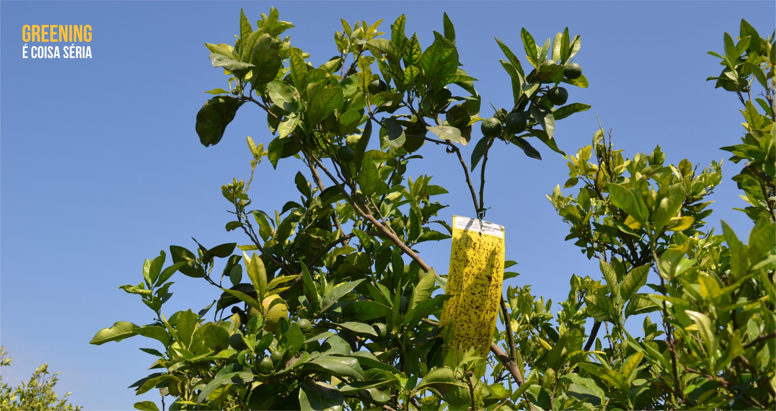 Aumento do psilídeo no período de brotações acende alerta aos citricultores