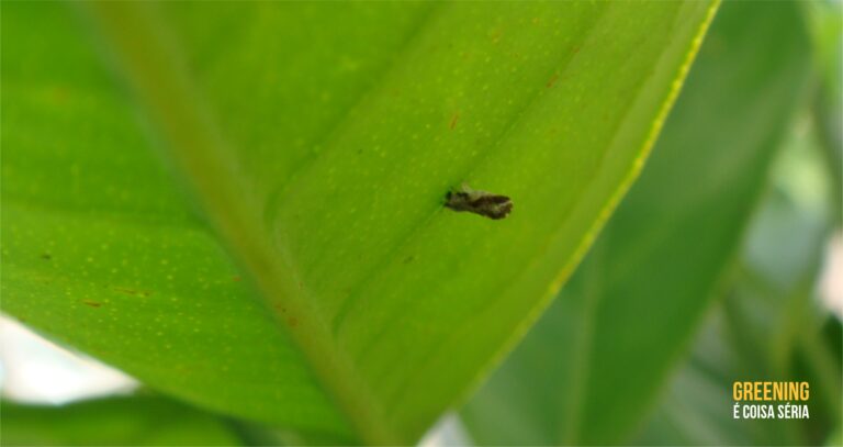 Avalia Psilídeo tem nova atualização em duas regiões paulistas