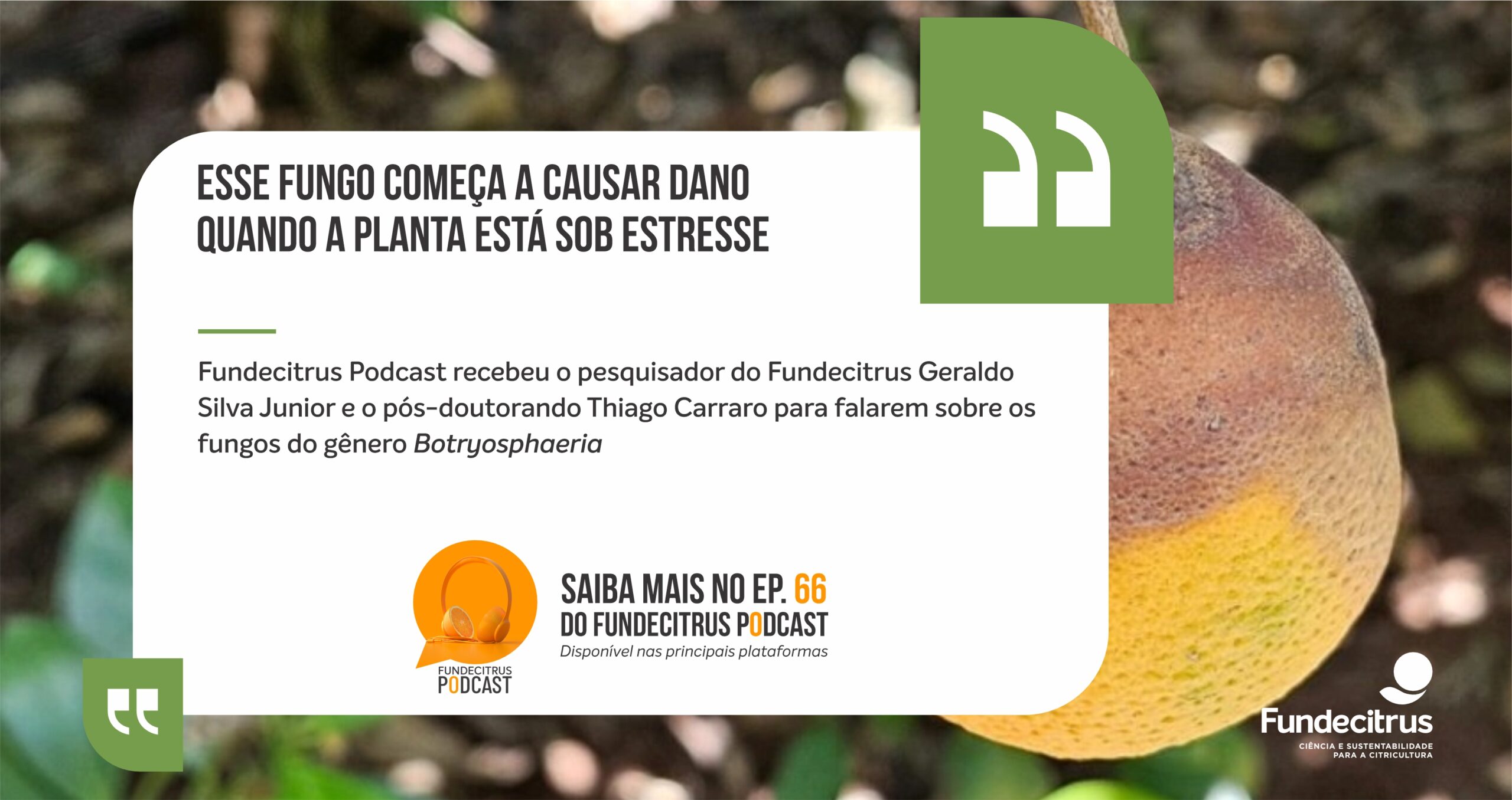 Fundecitrus Podcast aborda avanço da podridão peduncular