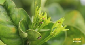 Brotações atingem maior pico da série histórica e Fundecitrus reforça alerta para aumento do risco de greening
