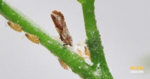 Captura de psilídeo cai pelo segundo ano consecutivo no parque citrícola