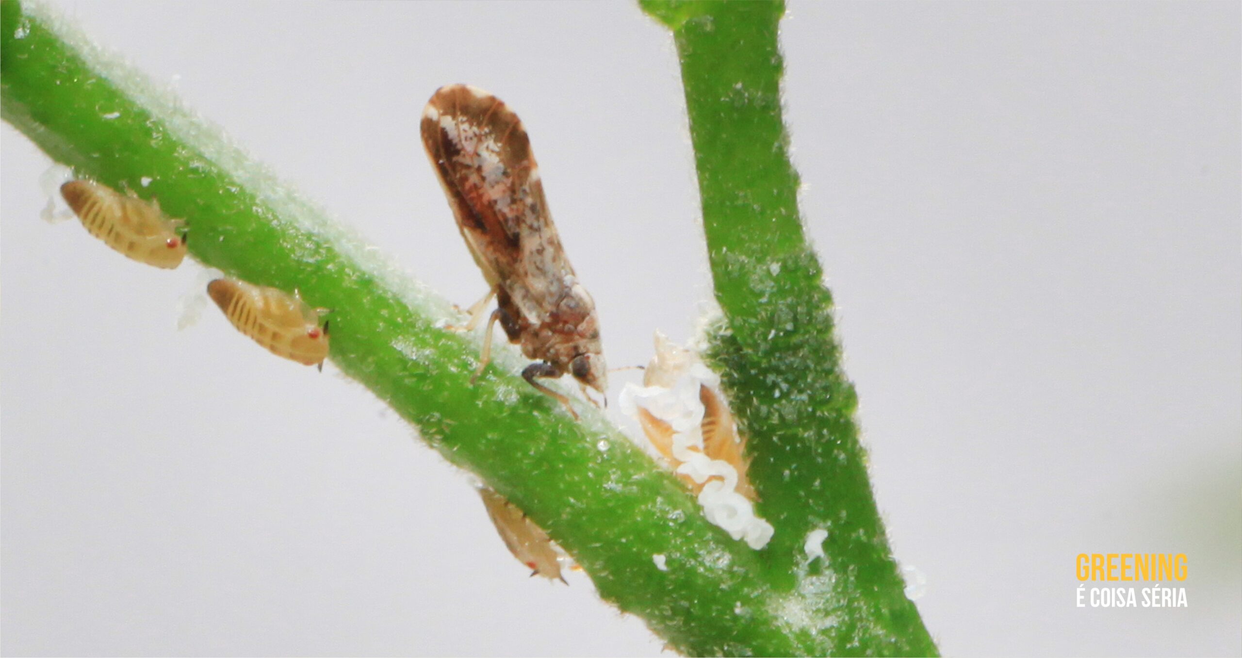 Captura de psilídeo cai pelo segundo ano consecutivo no parque citrícola