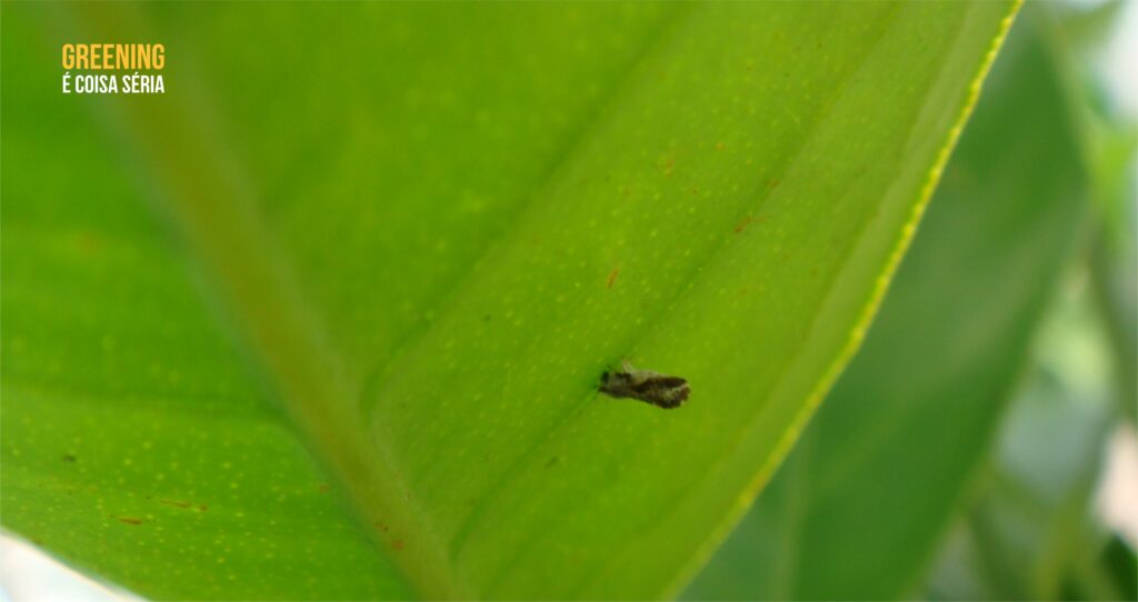 Avalia Psilídeo tem nova atualização com dados de três regiões paulistas